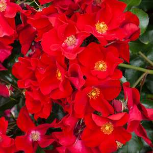 Roses: Rebel Spirit - 4.7L