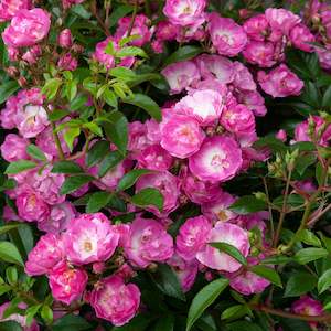 Roses: Moppet (Dipmop) - 4.7L