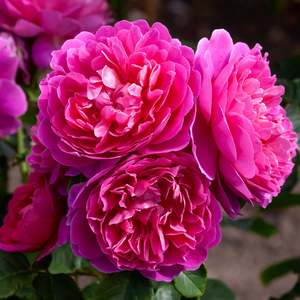 Roses: Princess Anne (Auskitchen) - 4.7L