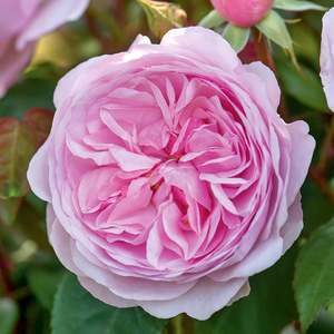 Roses: Olivia Rose Austin (Ausmixture) - 4.7L