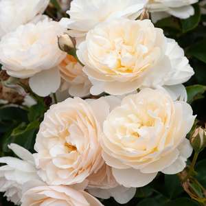 Roses: Lichfield Angel (Ausrelate) - 4.7L