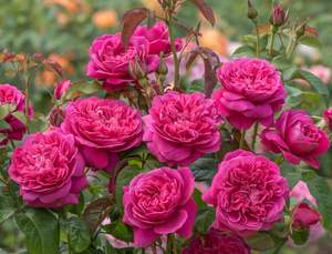 Roses: James L. Austin (Auspike) - 4.7L