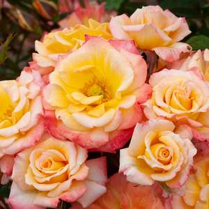 Roses: Cutie Pie (Wekruruwel) - 4.7L