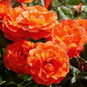 Roses: Newsflash (Kendutch) - 4.7L