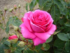 Roses: Wonderland (Fryscatty) - 4.7L