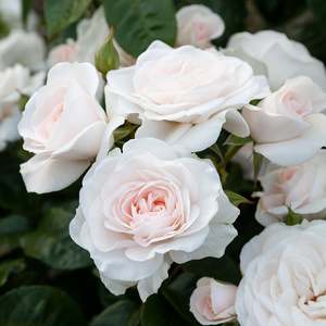Roses: St. Hilda's Rose (Matthil) - 4.7L