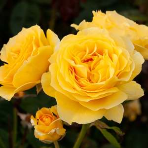 Roses: Sparkle & Shine (Wekjunjuc) - 4.7L