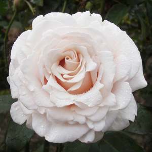 Roses: Silver Fern (Mattmemfor) - 4.7L