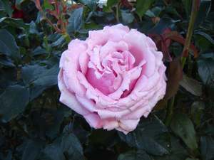 Memorial Day (Wekblunez) - 4.7L