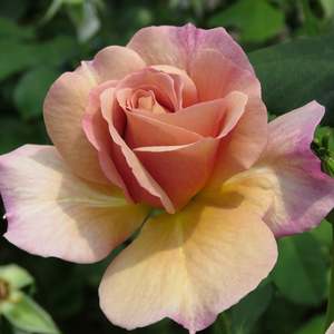 Roses: Cappuccino (Mattcup - 4.7L