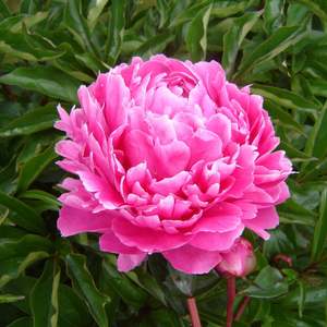 Roses: Bunker Hill - 4.7L