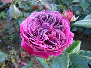 Roses: Purplelicious (Ora2347) - 4.7L