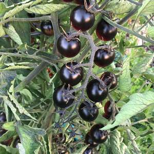 Potted Tomatoes: Tomato Midnight Blush - 17CM