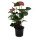Anthurium Red Winner - 15CM