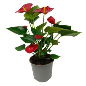 Anthurium: Anthurium Andreanum - 12CM