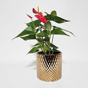 Anthurium: ANTHURIUM RED 9CM BRONZE POT
