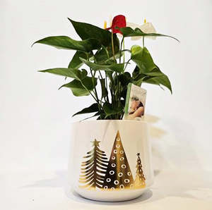 Anthurium: Anthurium Mix Planter In Ceramic - 14CM