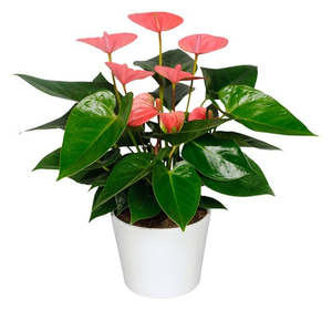 Anthurium: Anthurium In Ceramic Pot - 9CM