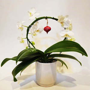 Phalaenopsis: Phalaenopsis Hoop In Ceramic Pot - 12CM