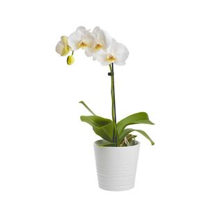 Phalaenopsis: Phalaenopsis Mini In Ceramic Pot - 9CM