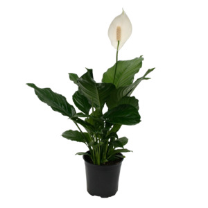 Spathiphyllum: Spathiphyllum - 12CM
