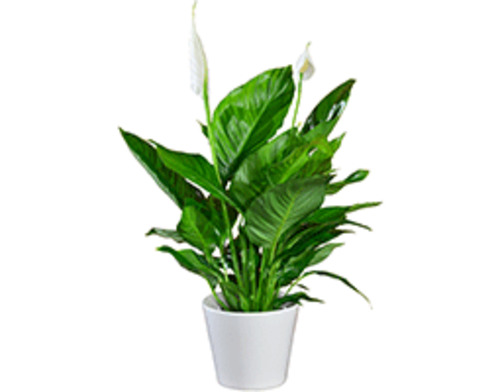 Spathiphyllum: Peace Lily Spathiphyllum Cupido - 10.5CM
