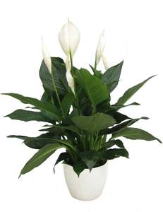 Spathiphyllum: Spathiphyllum Romano - 14CM