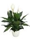 Spathiphyllum Romano - 14CM