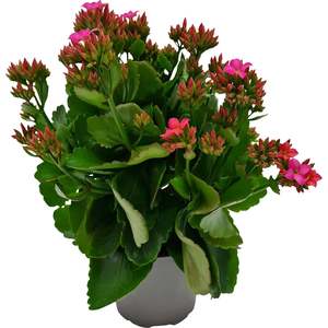 Xmas Gift Ideas: Kalanchoe - 12CM
