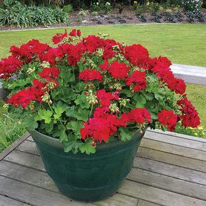 Pelargonium: Pelargonium Cassiopeia - 1.5L