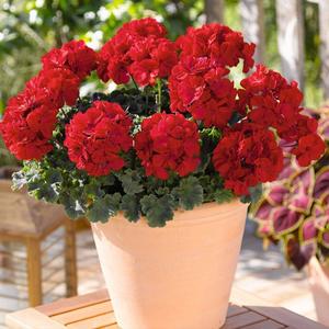 Pelargonium: Pelargonium Really Red - 17CM