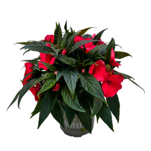 Tropical Impatiens: Impatiens Tropical - 17CM