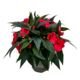 Impatiens Tropical - 17CM