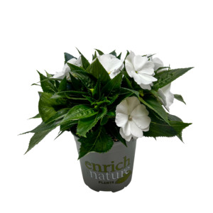 Tropical Impatiens: Impatiens Tropical - 13CM