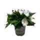 Impatiens Tropical - 13CM