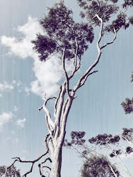 Stuart Mackenzie Buildings: Kanuka II