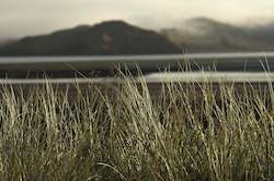 Stuart Mackenzie Buildings: Autumn Mist, Raglan Harbour