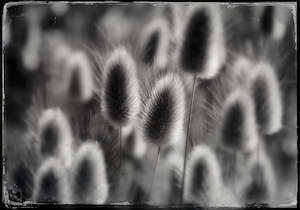 Current Print Editions: Rabbit Tails