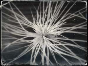 Current Print Editions: Spinifex