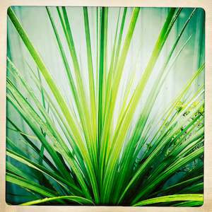 Current Print Editions: Te Kauka