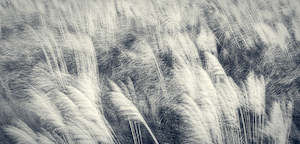 Photograph: Sea Grasses