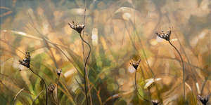 Sunlit Grasses