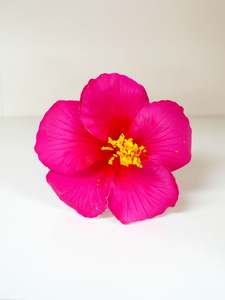 Island Sei Hair Clips: HAVANA HIBISCUS SEI