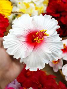 Island Sei Hair Clips: TAAHAFE LAHI SEI