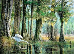 Sold: TUTURU AOTEAROA