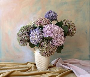 Billie Culy: Hydrangeas of Clive