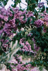 Blue Is Infinite: Holiday Bourgenvillia