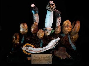 Phallus impudius, Molinet, 1858 2011