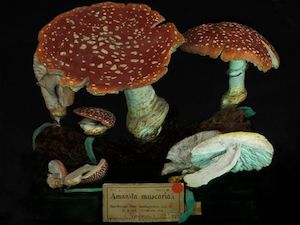 Phantasma 2011: Amanita muscaria 2011