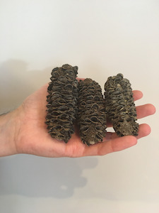 Welcome: Banksia Cones